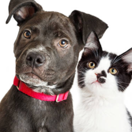 pet-care